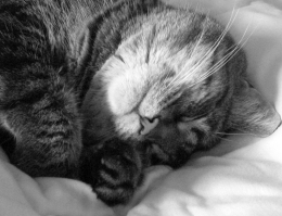Sleeping_cat_in_black_and_white